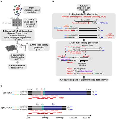 FB5P-seq: FACS-Based 5-Prime End Single-Cell RNA-seq for Integrative Analysis of Transcriptome and Antigen Receptor Repertoire in B and T Cells